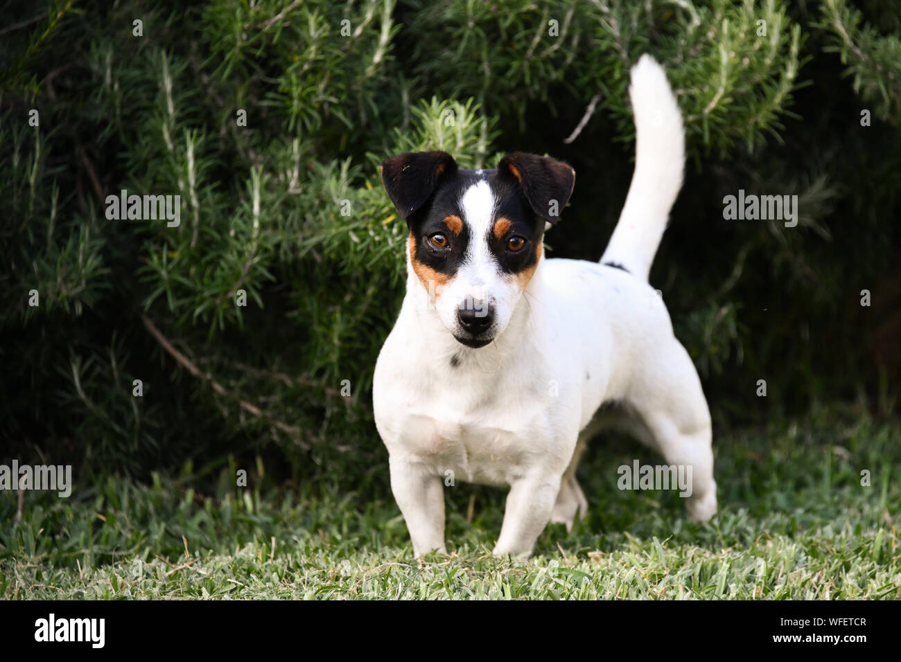 Jack Russell di capelli corti e gamba corta Bianco Nero e Marrone cane Foto Stock