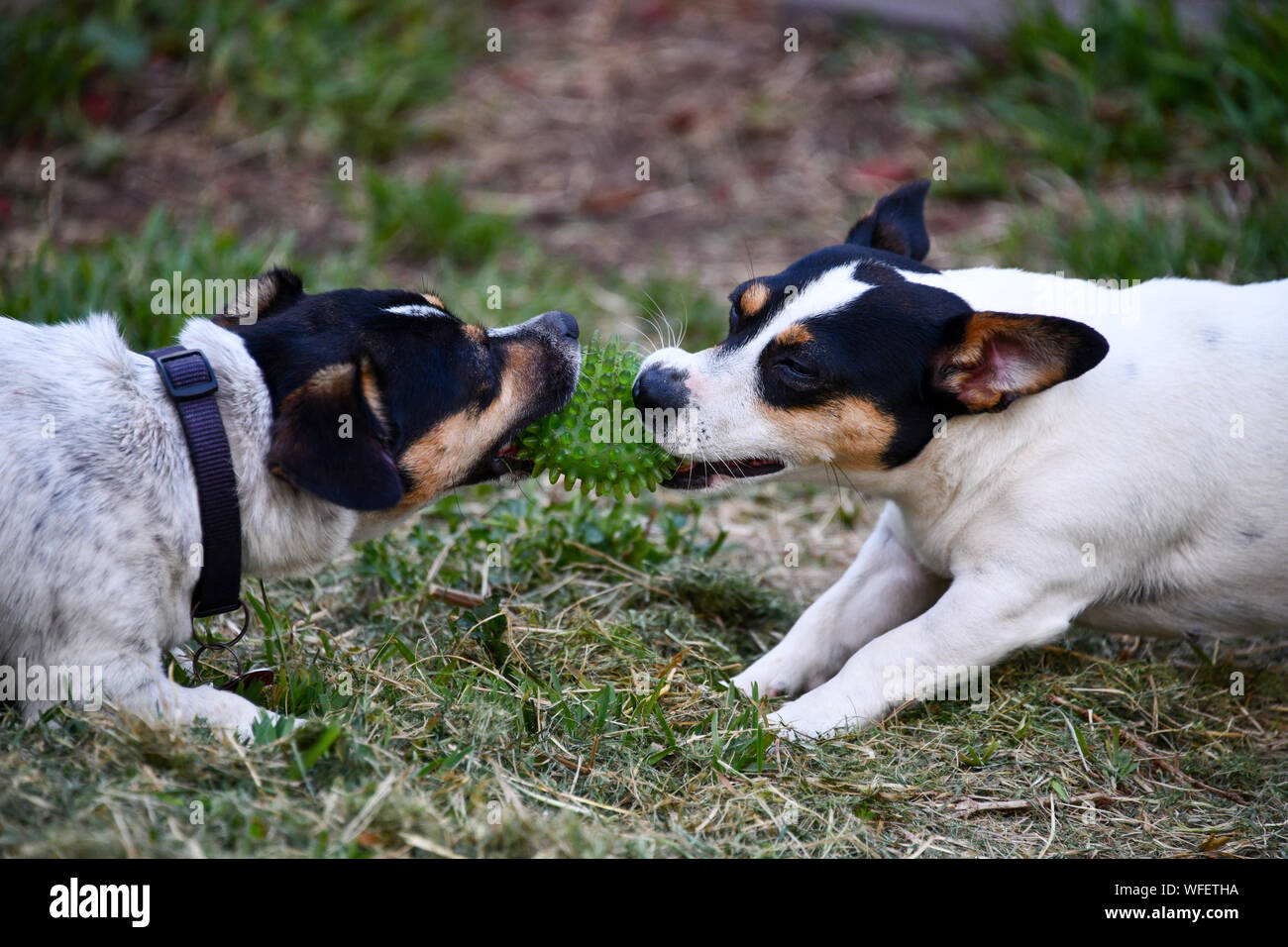 Jack Russell cani ringhiando e giocando a strattoni combattimenti sulla sfera Foto Stock
