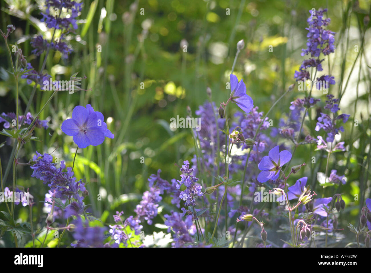 Geranio Johnson's blue in uno scenario naturalistico blue garden confine Foto Stock