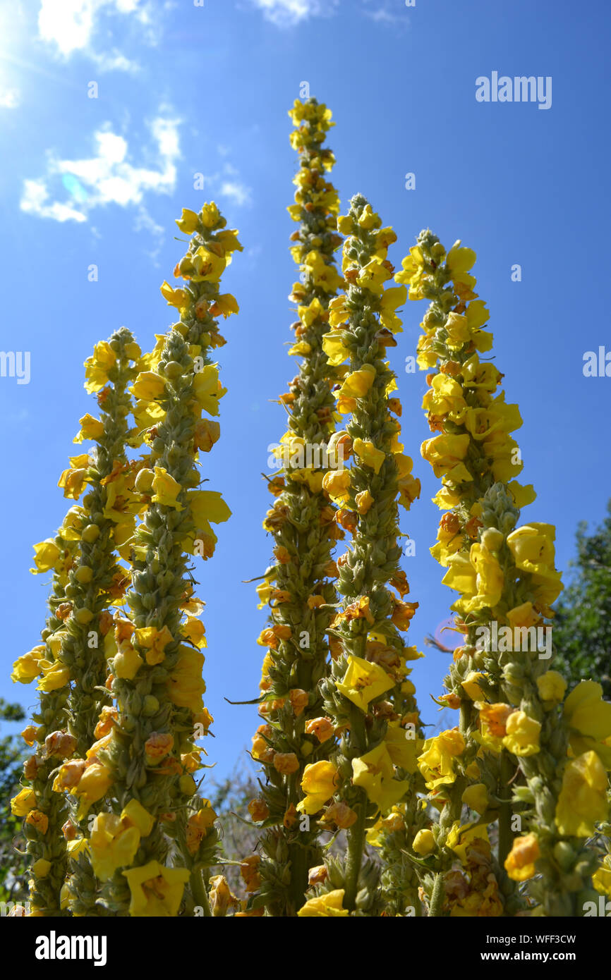 Molène thapsus, mullein comune Foto Stock