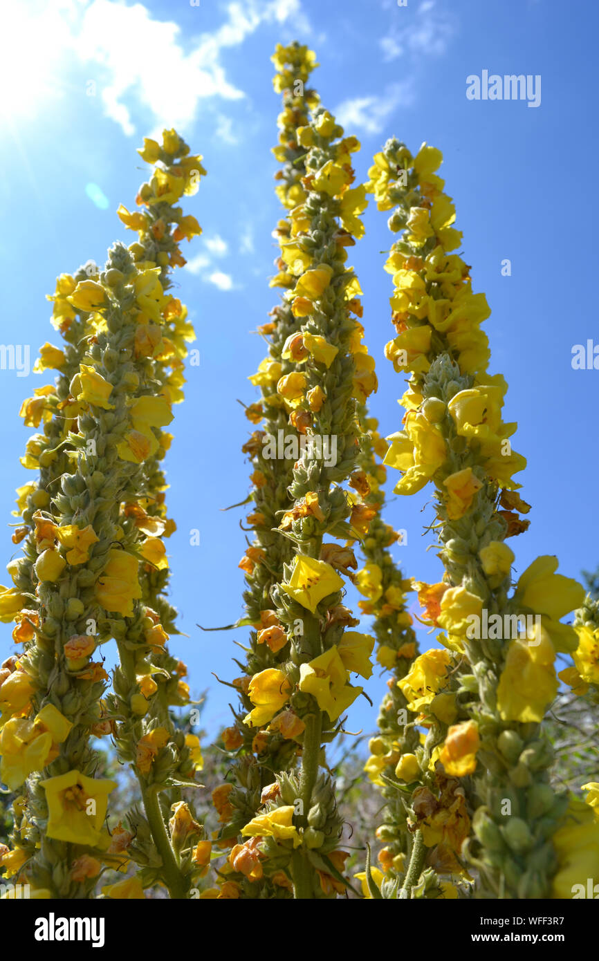 Molène thapsus, mullein comune Foto Stock