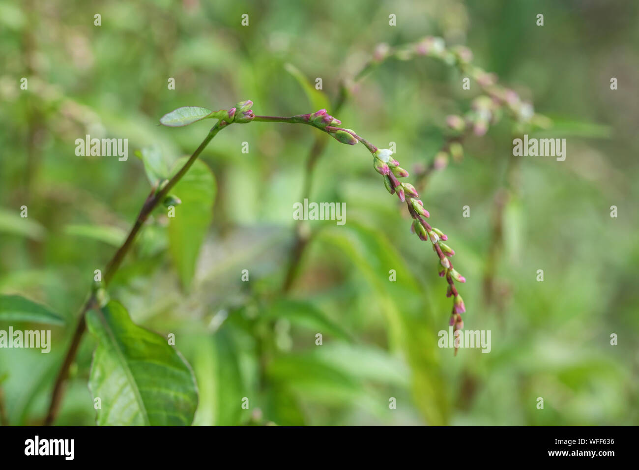 Fogliame, foglie di pepe acqua / Polygonum hydropiper = Persicaria hydropiper crescente nella palude. Una volta utilizzata come pianta medicinale in rimedi a base di erbe. Foto Stock