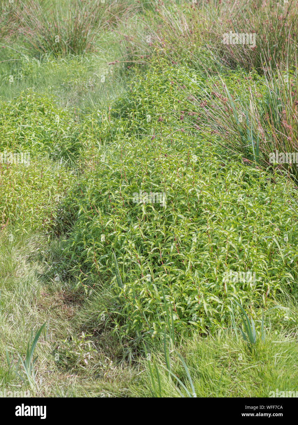 Fogliame, foglie di pepe acqua / Polygonum hydropiper = Persicaria hydropiper crescente nella palude. Una volta utilizzata come pianta medicinale in rimedi a base di erbe. Foto Stock