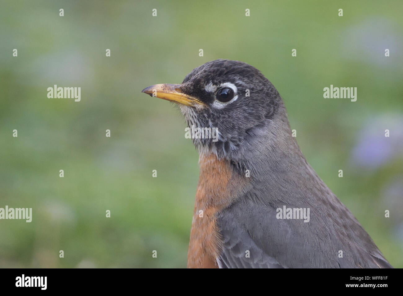 Close-up di un American robin, Turdus migratorius. Foto Stock
