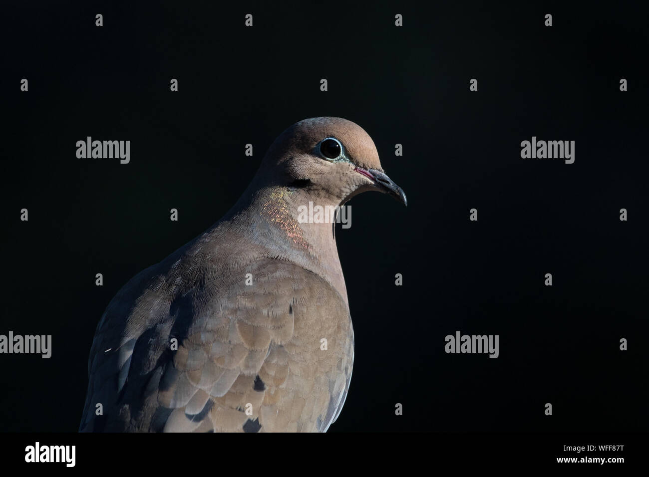 Close-up di un lutto colomba, Zenaida macroura, moody luce. Foto Stock