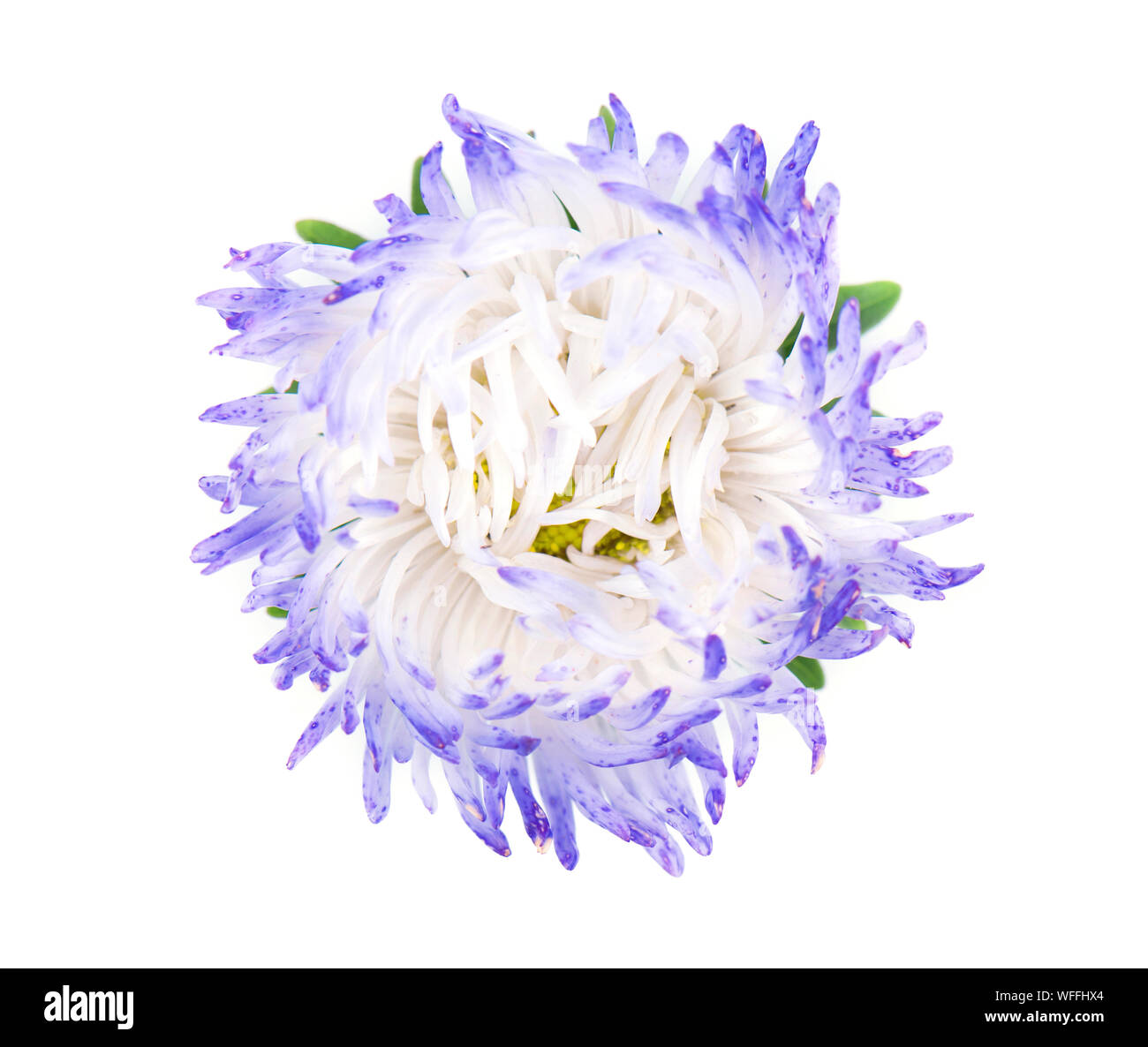 Aster fiore isolato su sfondo bianco. Close-up di violetta aster Foto Stock