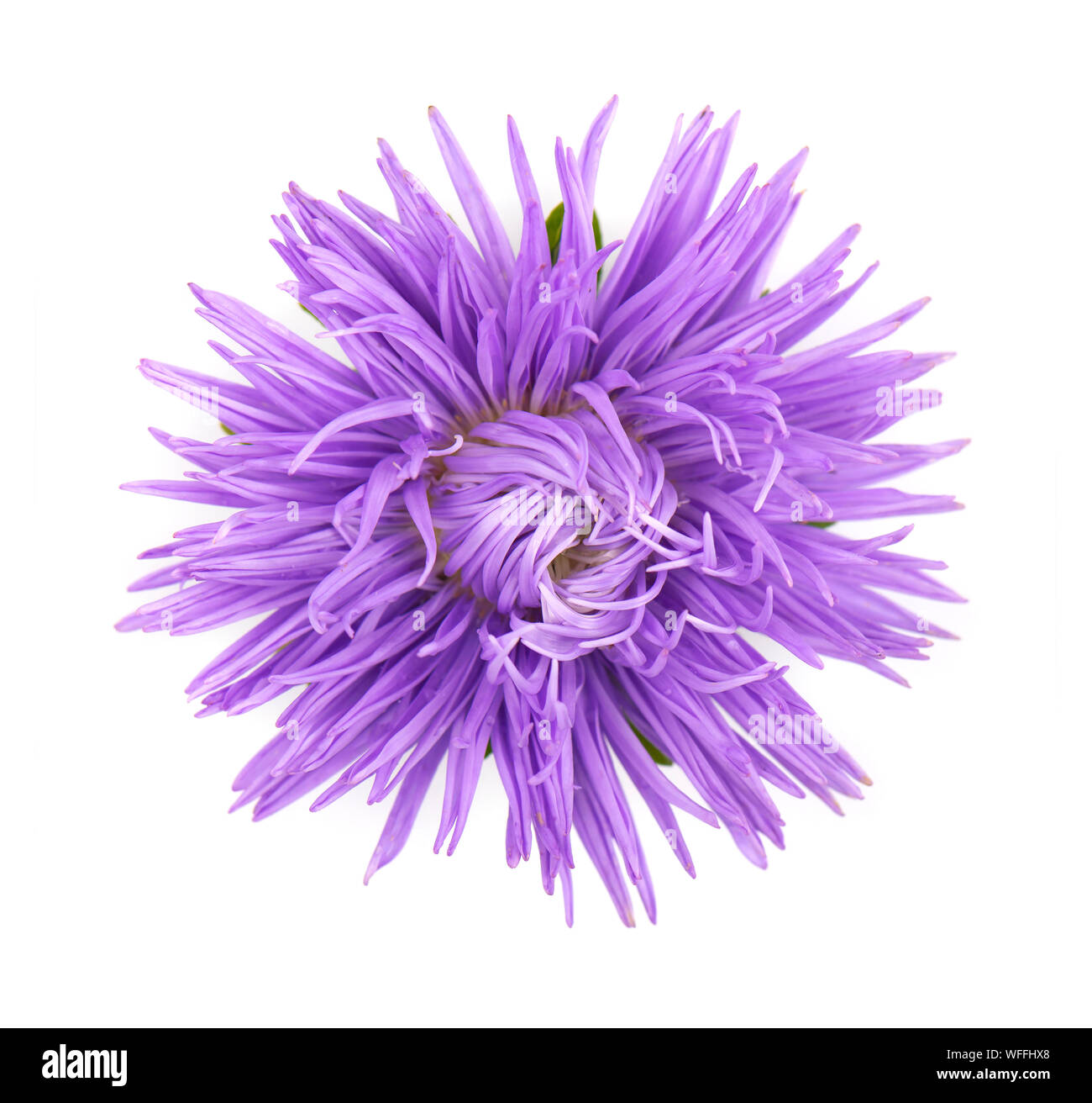 Aster fiore isolato su sfondo bianco. Close-up di violetta aster Foto Stock