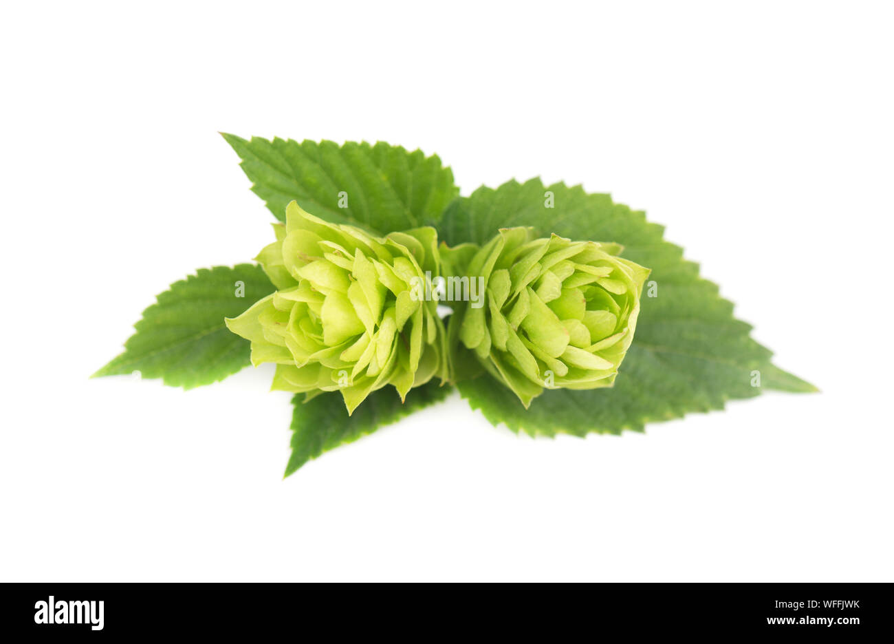 Verde fresco ramo hop, isolato su sfondo bianco Foto Stock