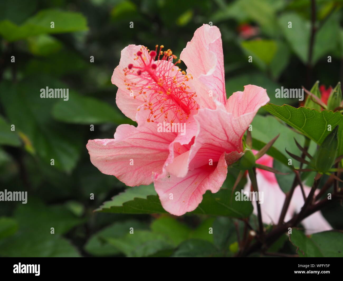Ibisco rosa Bloom Foto Stock