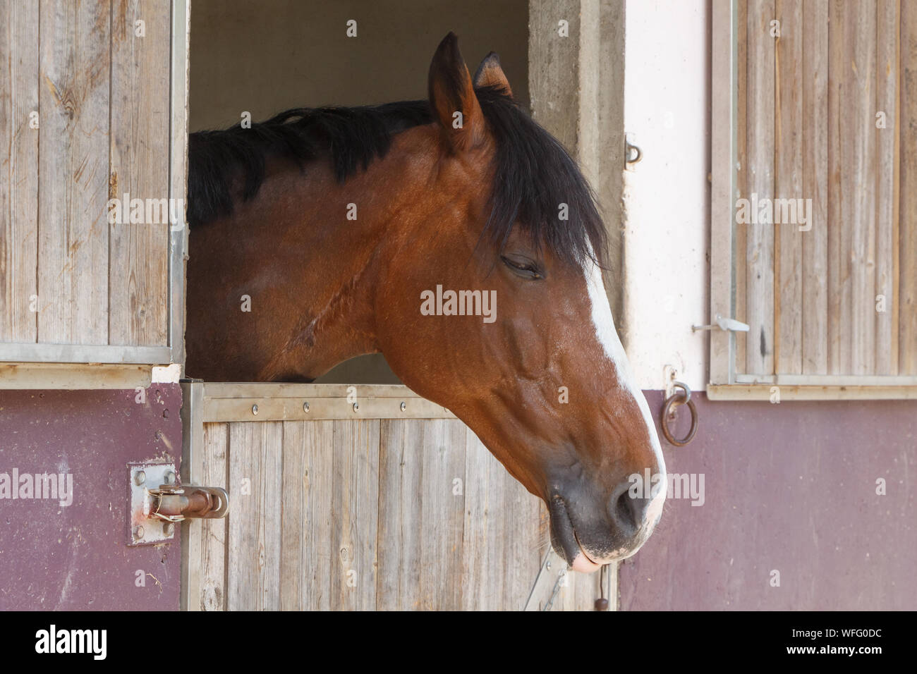 Testa di un posticipo bay cavallo fuori del suo box Foto Stock