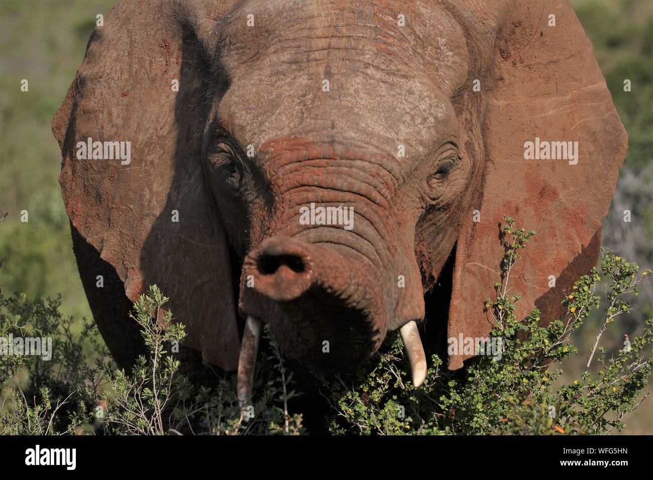 Elefante africano bull (Loxodonta africana) ad Addo Elephant National Park, Capo orientale, Sud Africa Foto Stock