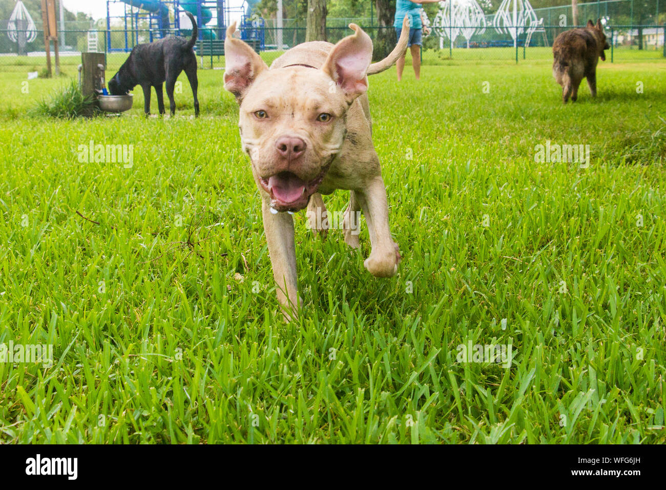 Mix Pitbull cane che corre in un dog park, Stati Uniti Foto Stock