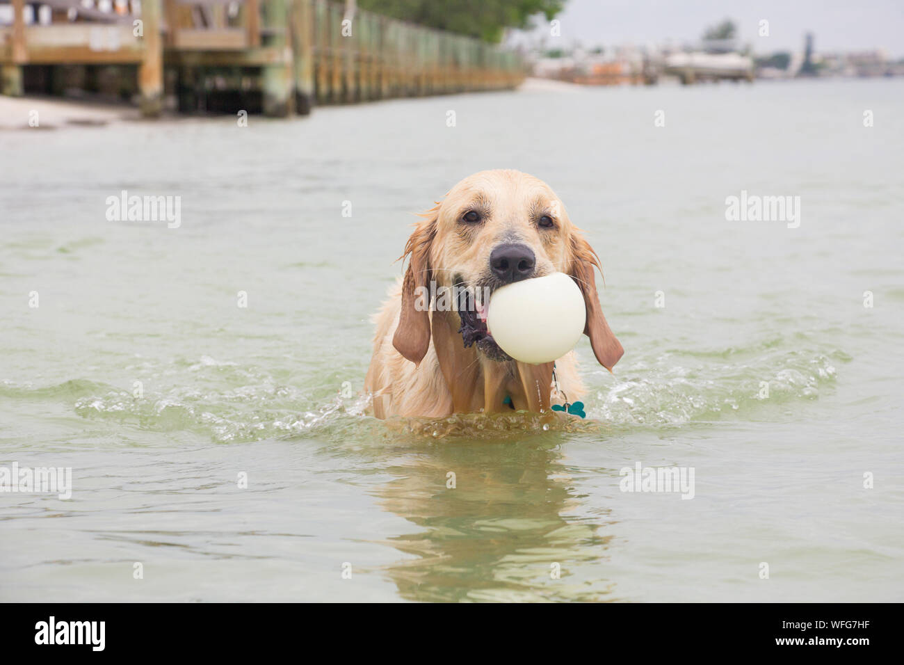 Il golden retriever cane recupera una palla in mare, Stati Uniti Foto Stock