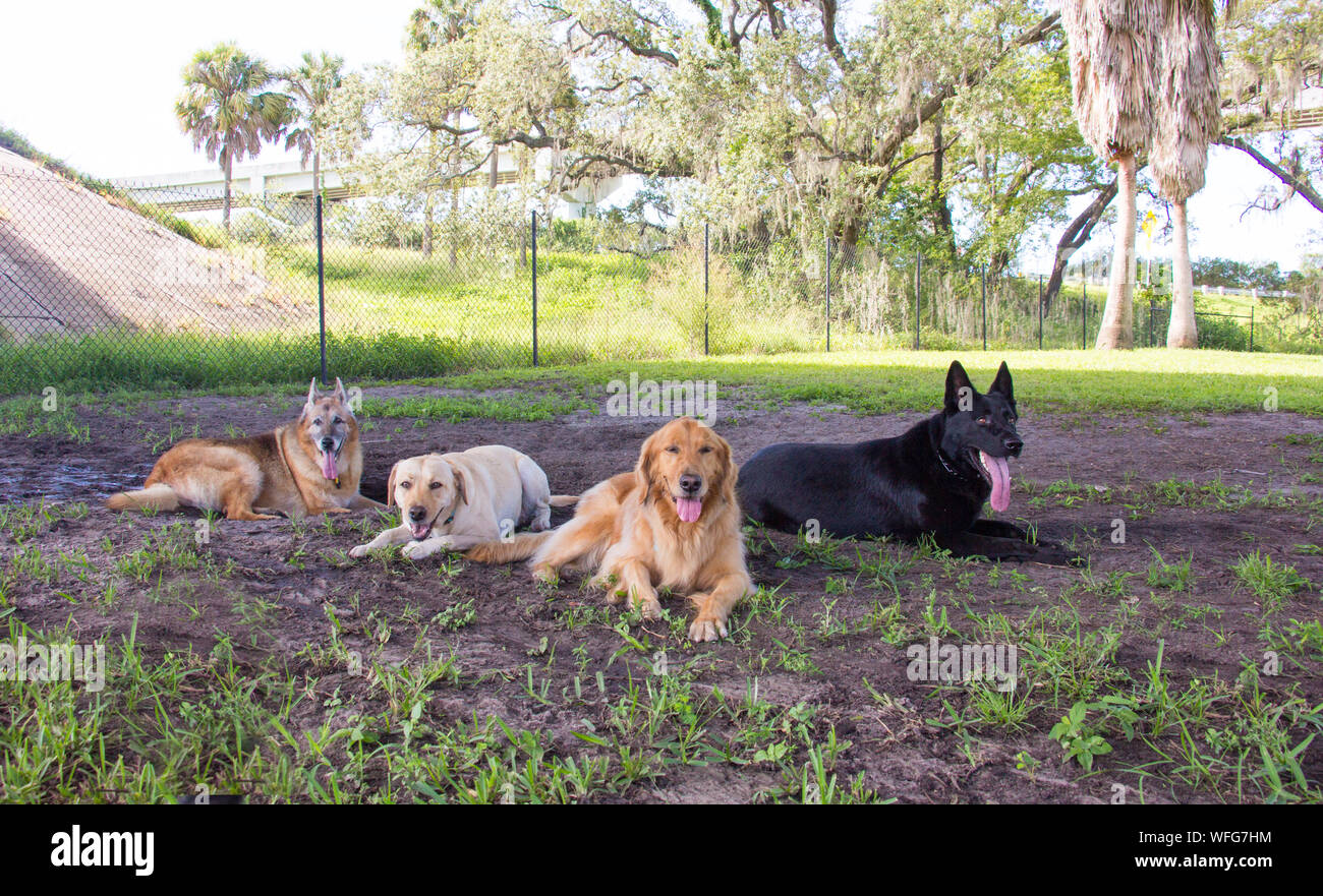 Quattro cani sdraiato in un dog park, Stati Uniti Foto Stock