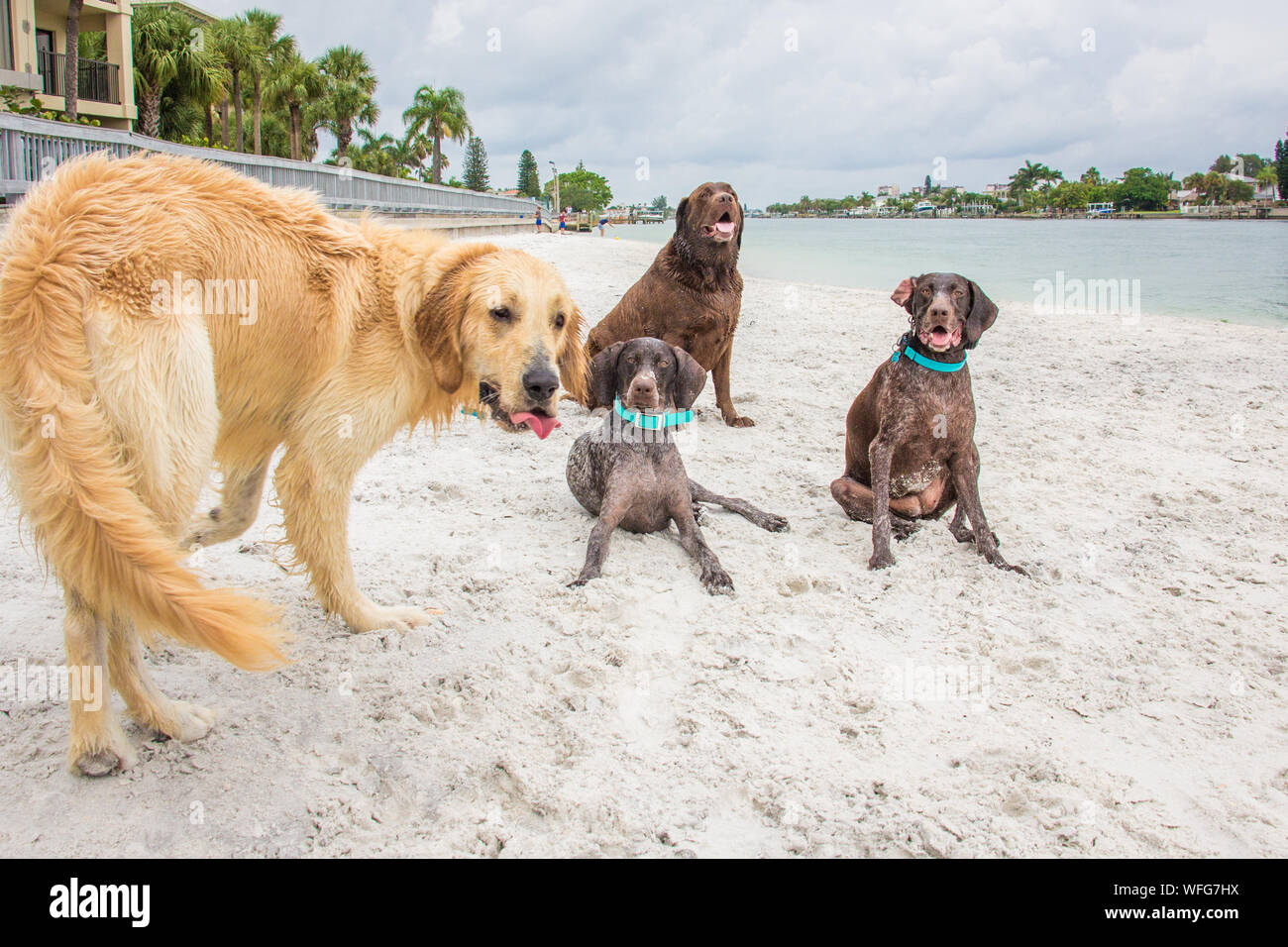 Quattro cani sulla spiaggia, Stati Uniti Foto Stock