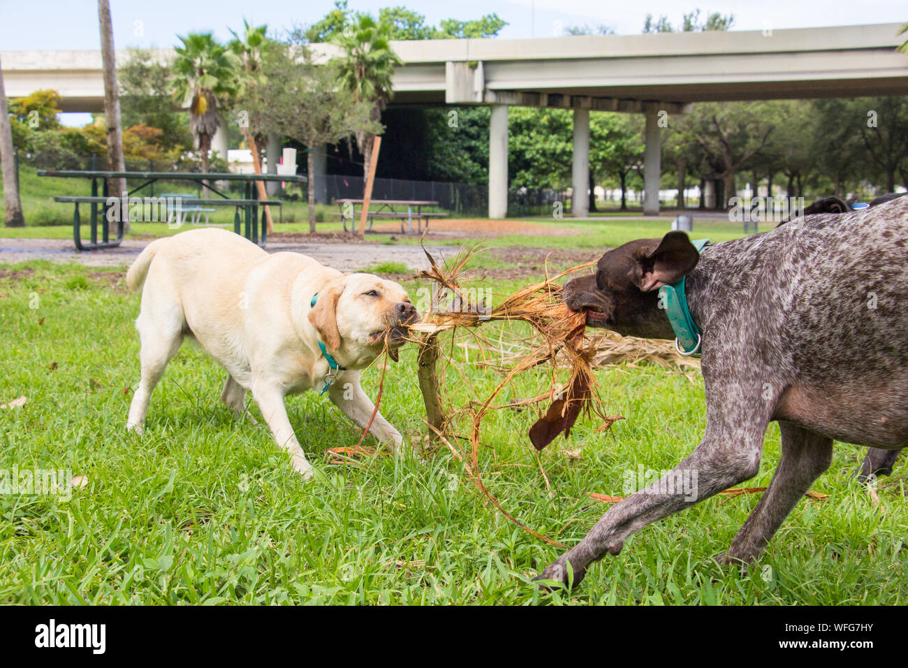 Il Labrador retriever e il tedesco shorthaired puntatore avente un rimorchiatore di guerra, Stati Uniti Foto Stock