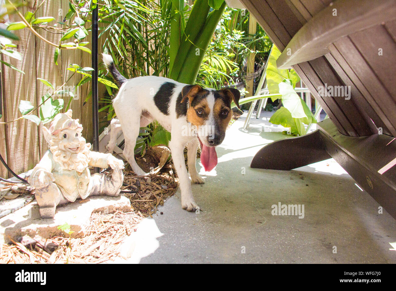 Jack Russell in un giardino, Stati Uniti Foto Stock