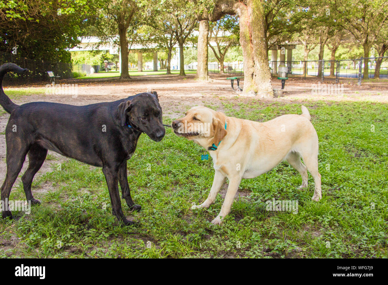 Il Labrador retriever e il tedesco shorthaired puntatore avente un rimorchiatore di guerra, Stati Uniti Foto Stock