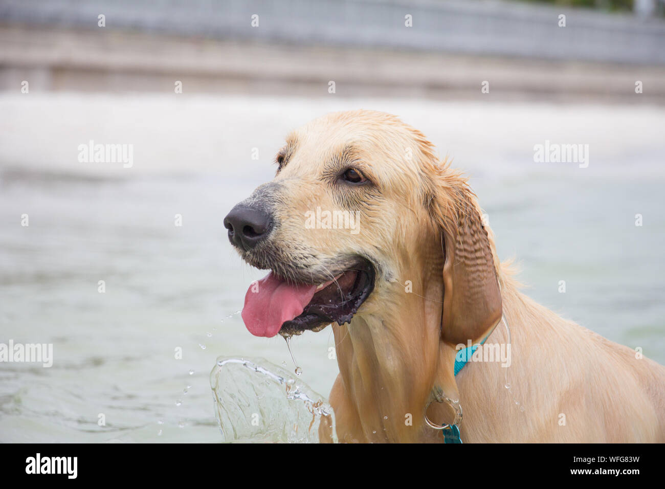 Ritratto di un umido golden retriever camminando in oceano, Stati Uniti Foto Stock