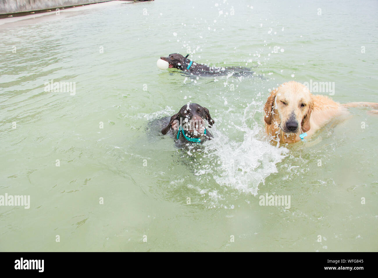 Tre cani giocando nell'oceano, Stati Uniti Foto Stock