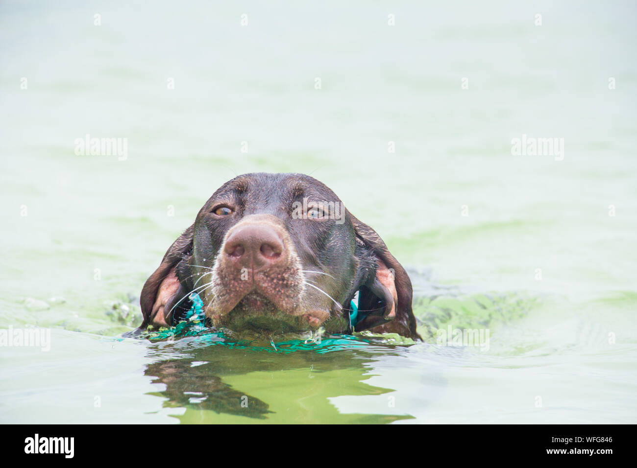 Il tedesco shorthaired puntatore nuotare nell'oceano, degli Stati Uniti Foto Stock