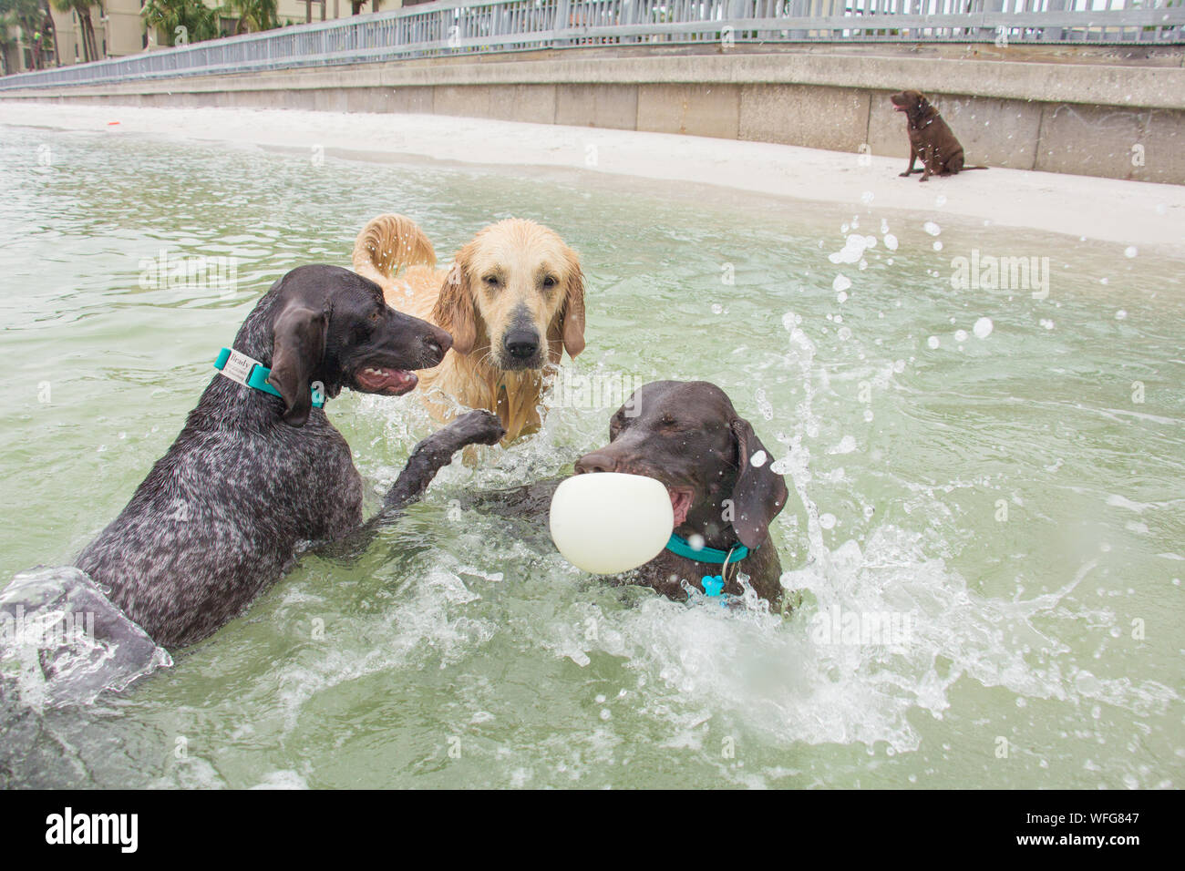 Tre cani giocando nell'oceano con una sfera, Stati Uniti Foto Stock