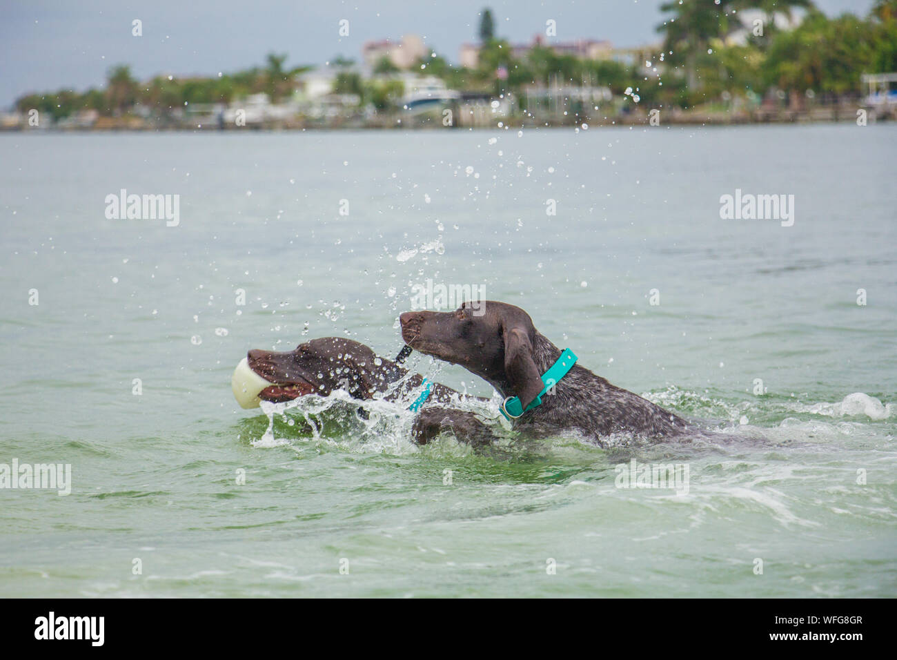 Due cani fetch di una sfera nell'oceano, Stati Uniti Foto Stock