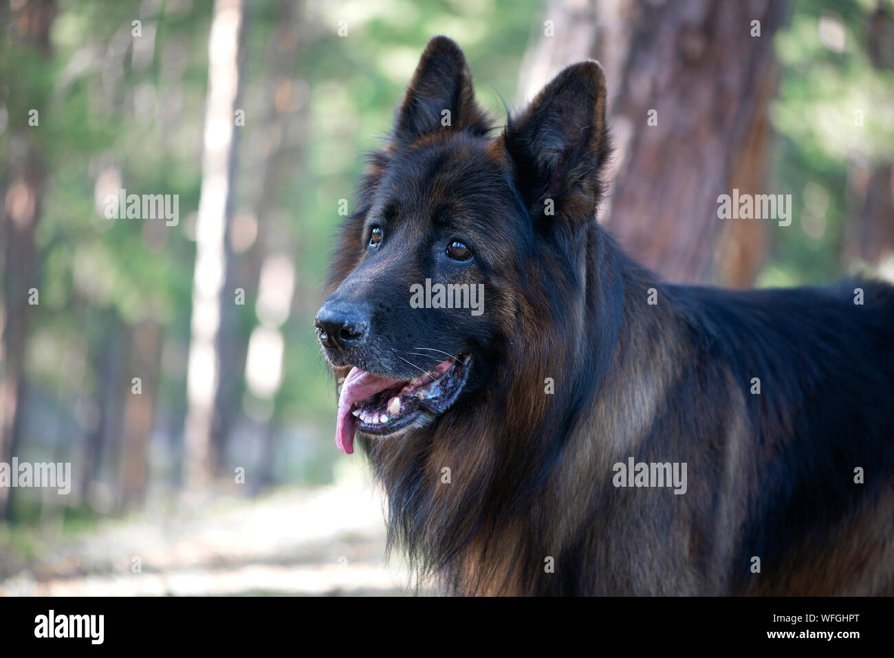 Pastore Tedesco cane close-up Foto Stock