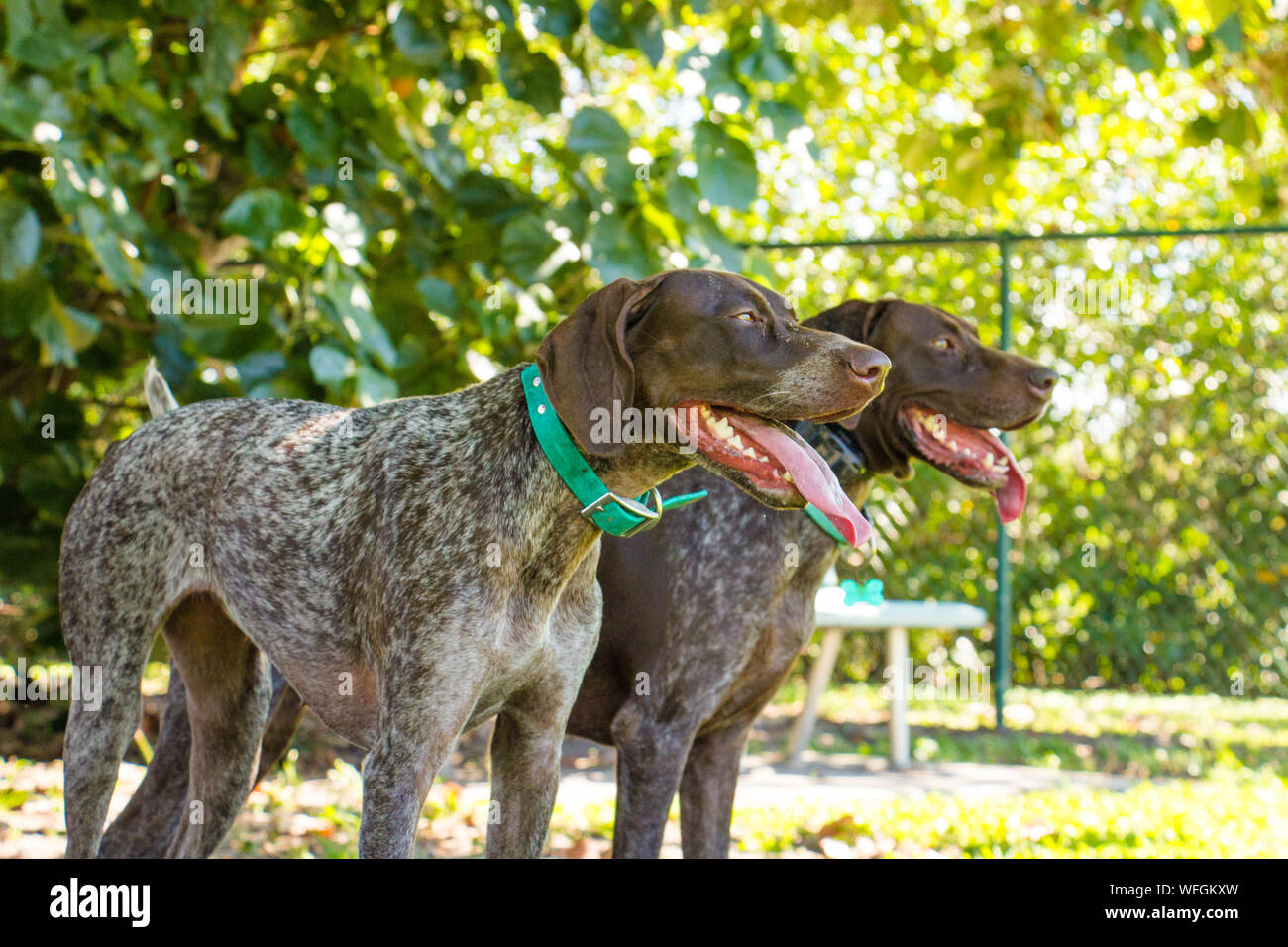 Due tedesco shorthaired puntatore cani in piedi in un dog park, Stati Uniti Foto Stock