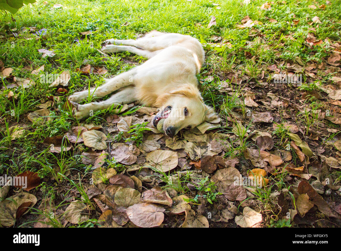 Il golden retriever cane con una palla nella sua bocca giacente sull'erba, Stati Uniti Foto Stock