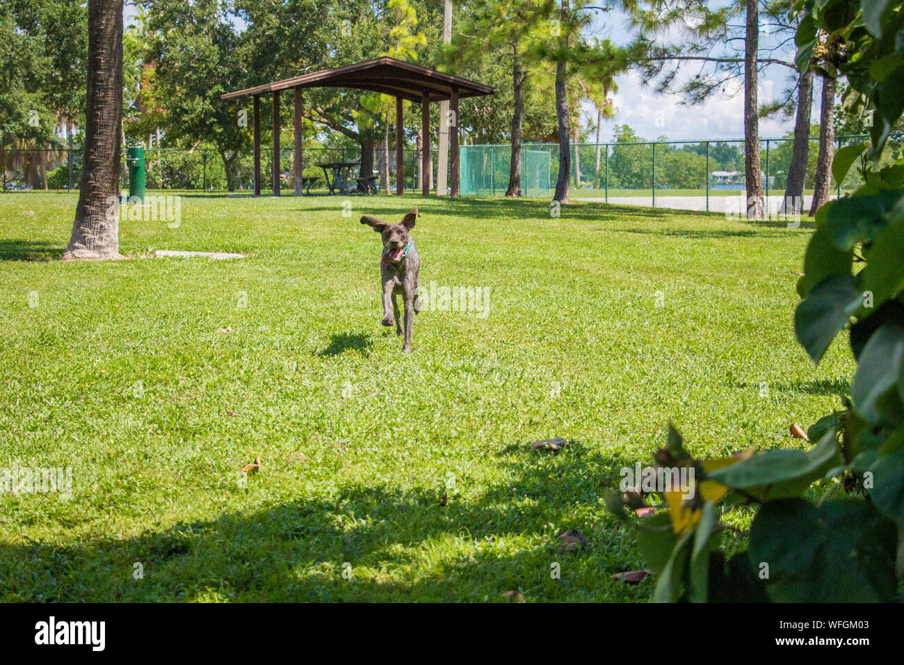 Il tedesco shorthaired puntatore cane che corre in un dog park, Stati Uniti Foto Stock