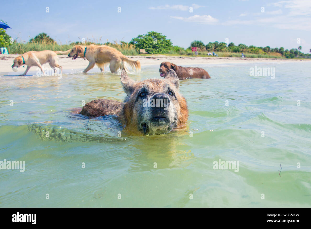 Pastore Tedesco di nuoto in oceano e tre cani passeggiate sulla spiaggia, Stati Uniti Foto Stock