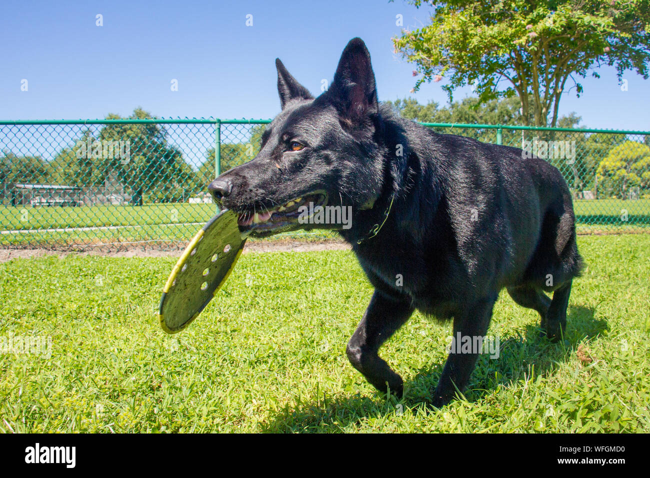 Pastore Tedesco cane portando un frisbee nella sua bocca, Stati Uniti Foto Stock