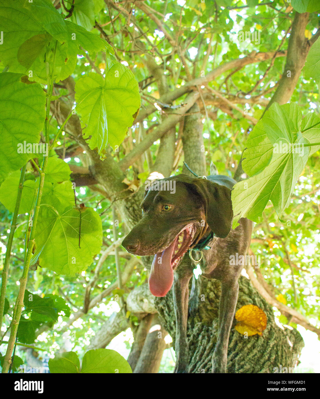 Il tedesco shorthaired puntatore cane di arrampicarsi su un albero, Stati Uniti Foto Stock