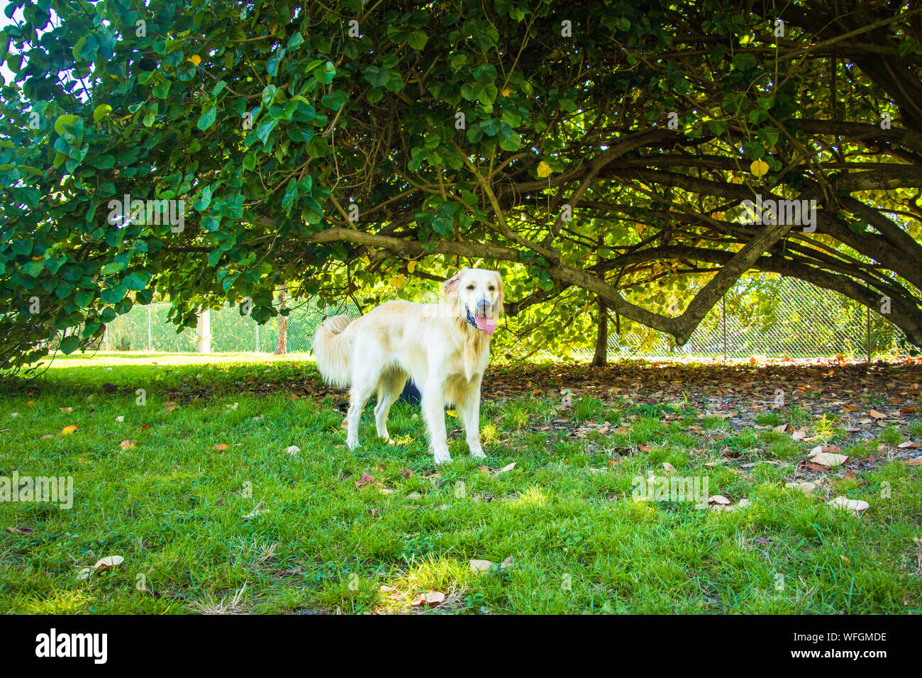 Il Golden Retriever in piedi sotto un albero, Stati Uniti Foto Stock