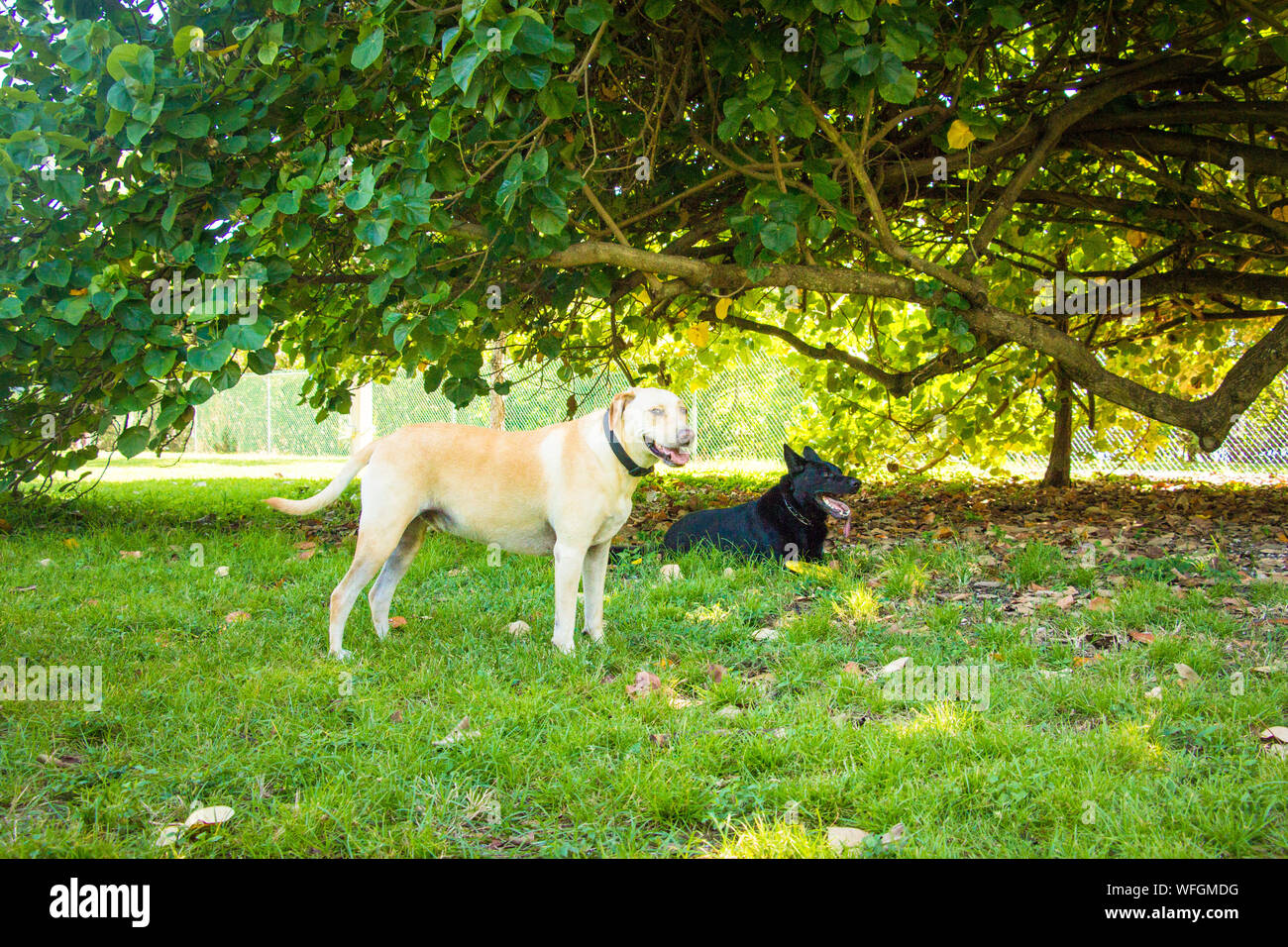 Il Labrador retriever e pastore tedesco cane sotto un albero, Stati Uniti Foto Stock