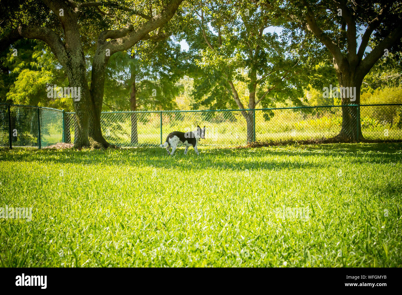 Border Collie cane in piedi in un dog park, Stati Uniti Foto Stock