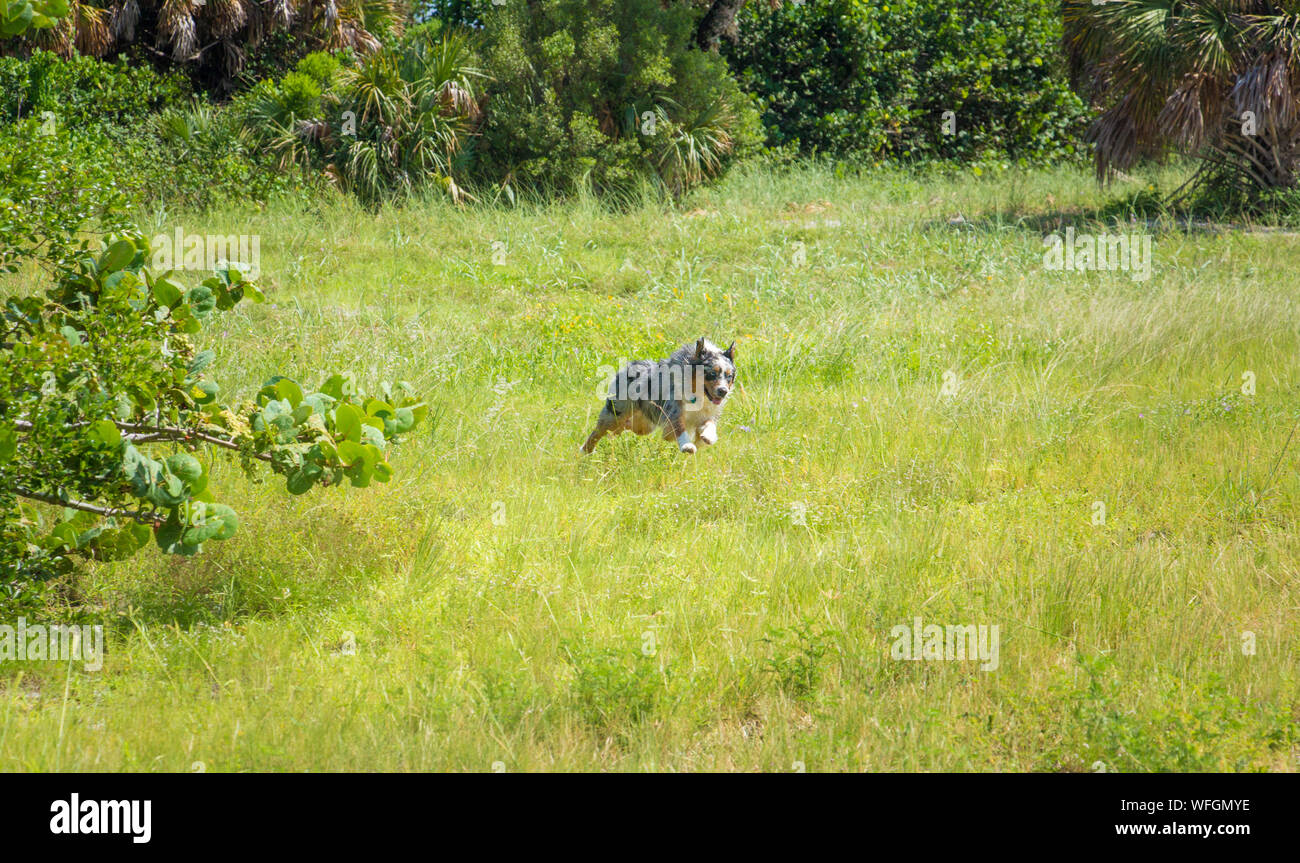 Pastore australiano cane che corre in un campo, Stati Uniti Foto Stock