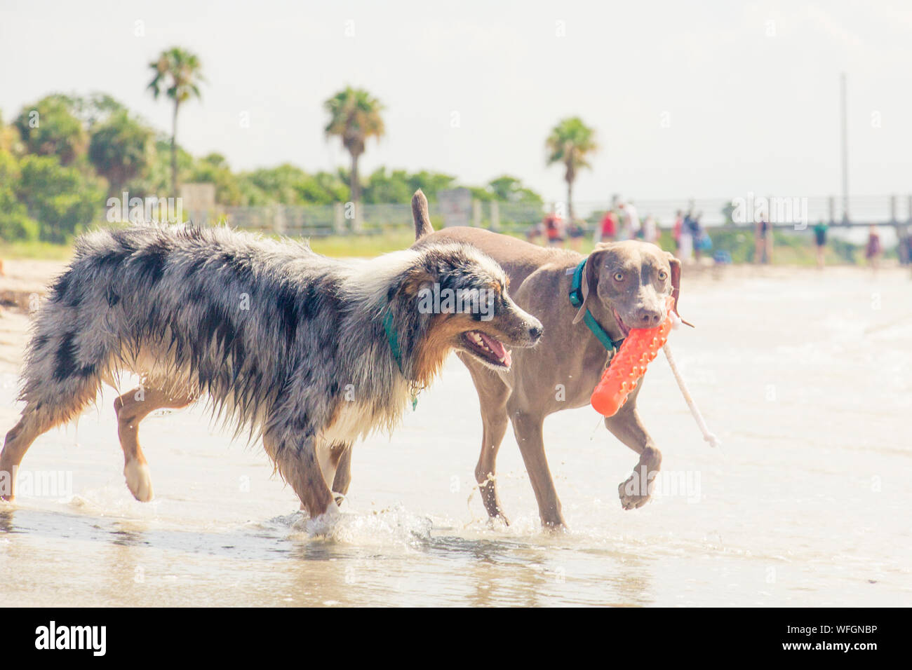 Pastore australiano e Weimaraner giocare con un giocattolo sulla spiaggia, Stati Uniti Foto Stock