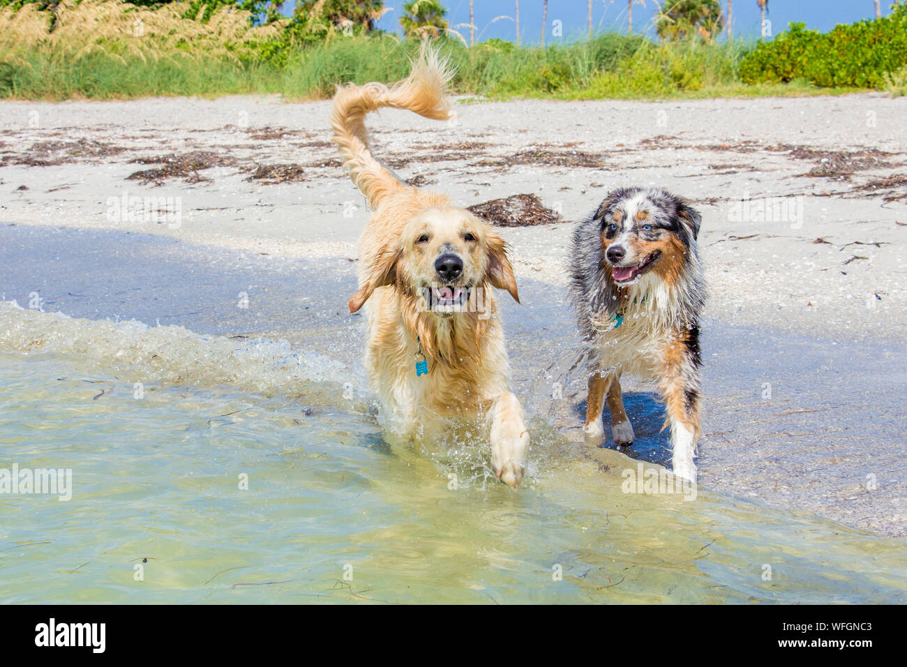 Golden Retriever e Australia cani da pastore in esecuzione nell'oceano, Stati Uniti Foto Stock