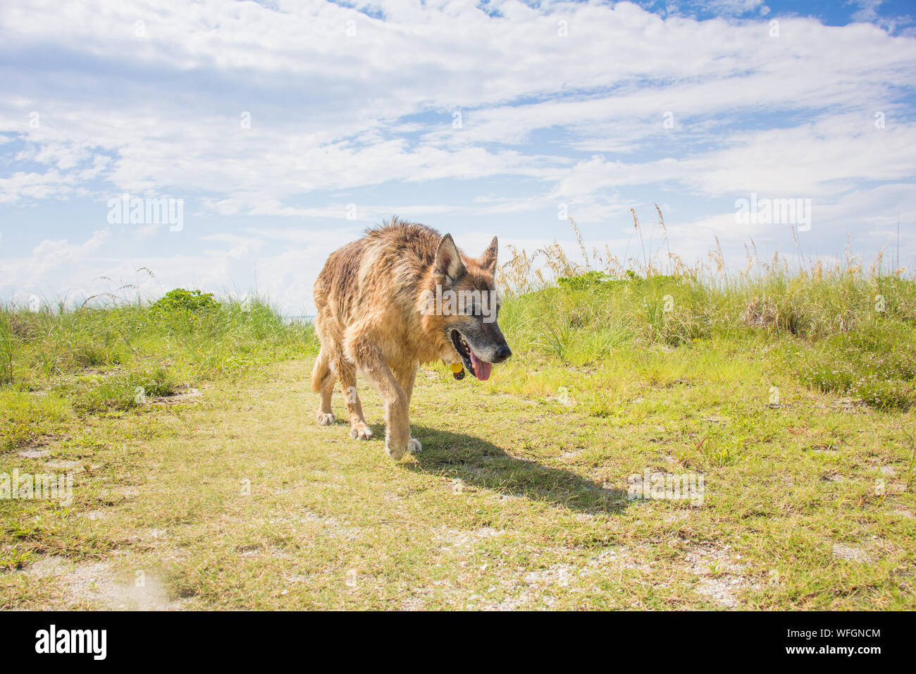 Pastore Tedesco cane a camminare sulla spiaggia Stati Uniti Foto Stock