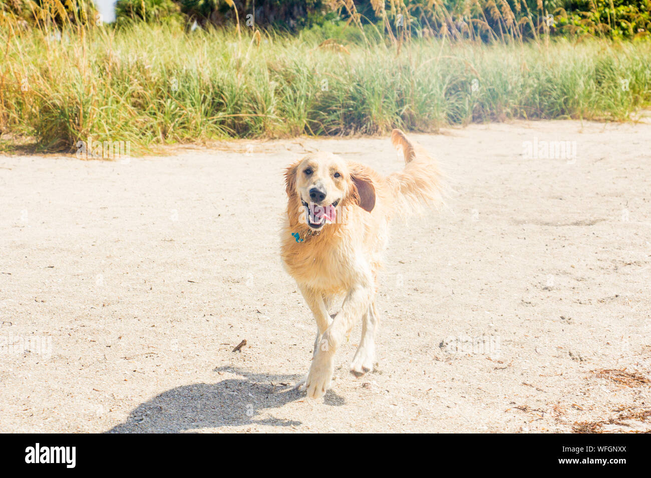 Il Golden Retriever sulla spiaggia, Stati Uniti Foto Stock