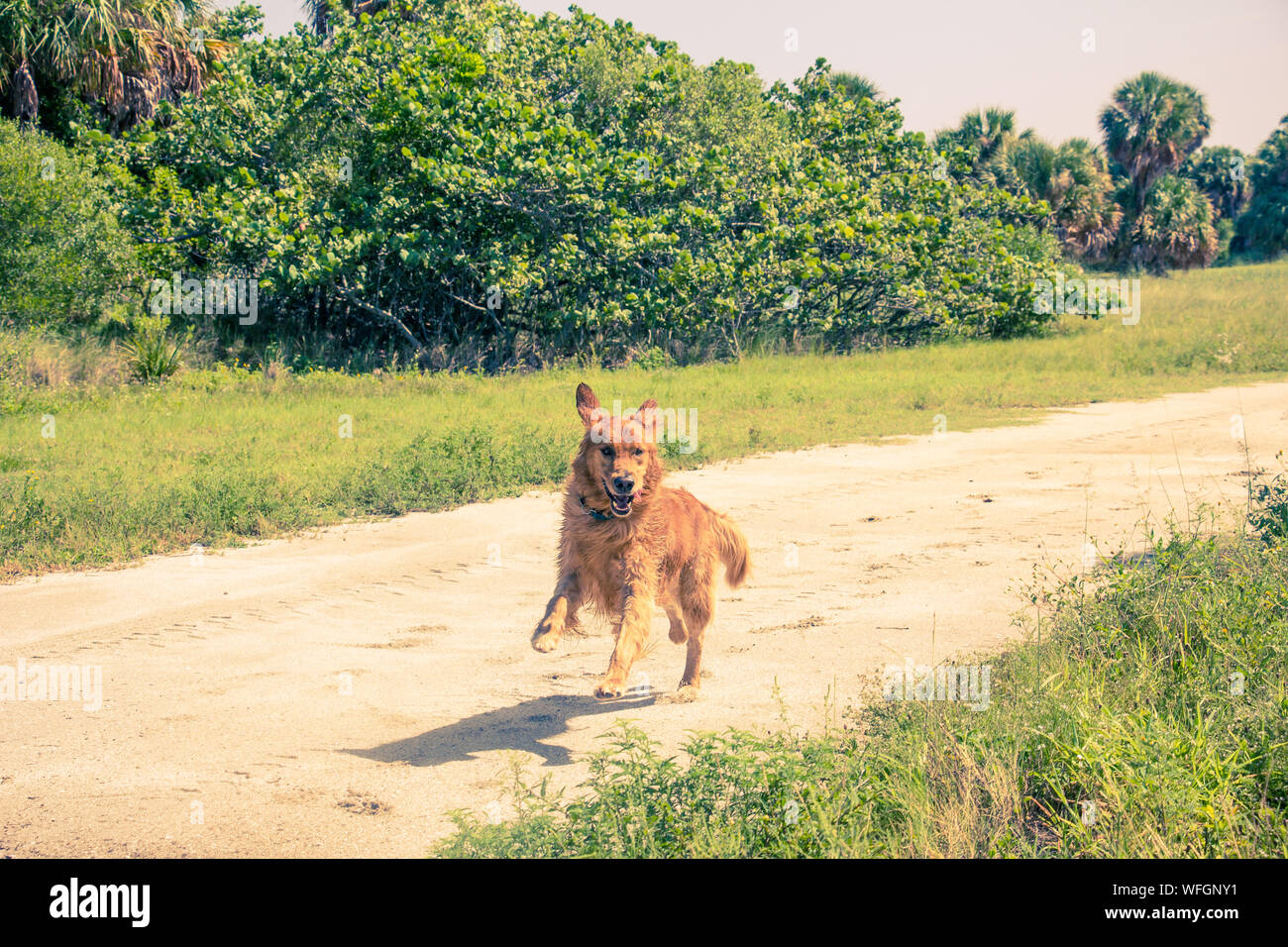 Il Golden Retriever cane che corre lungo un sentiero, Stati Uniti Foto Stock