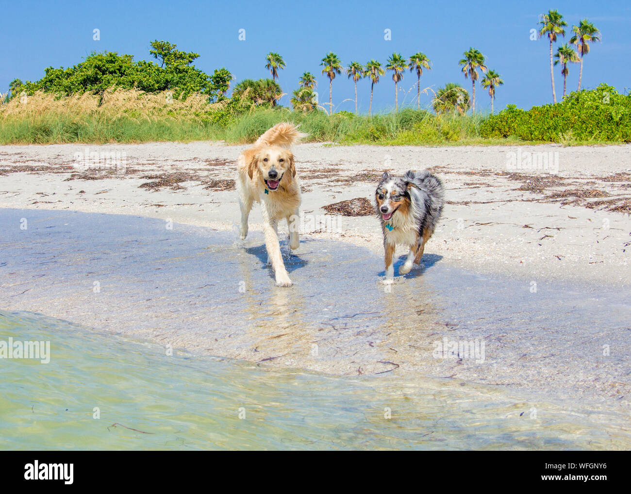 Golden Retriever e pastore australiano in esecuzione sulla spiaggia, Stati Uniti Foto Stock