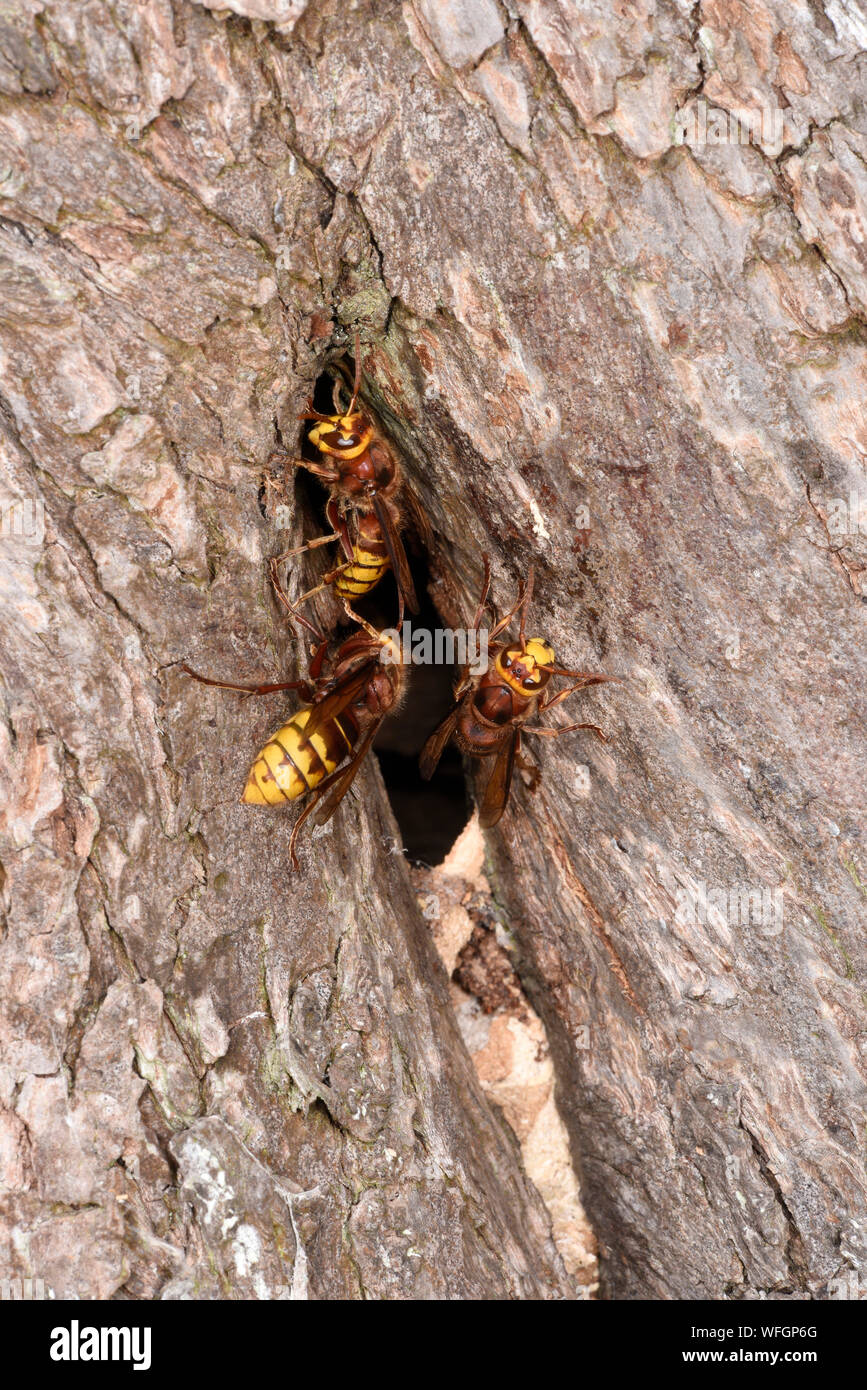 Unione Hornet (Vespa crabro) tre calabroni in ingresso al nido ad albero foro, Monmouth, Galles, Luglio Foto Stock