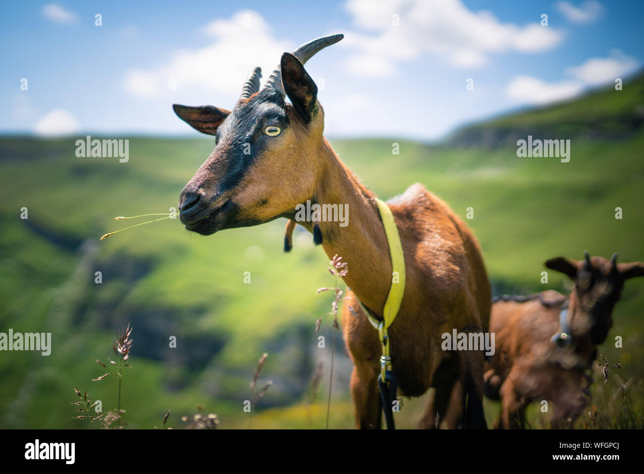 Due delle capre di montagna nelle Alpi austriache, Gastein, Salisburgo, Austria Foto Stock