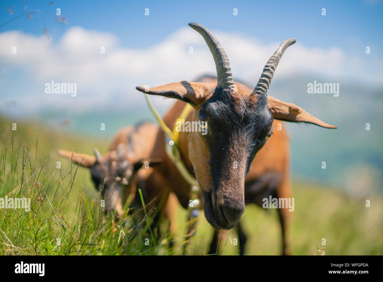 Due delle capre di montagna nelle Alpi austriache, Gastein, Salisburgo, Austria Foto Stock