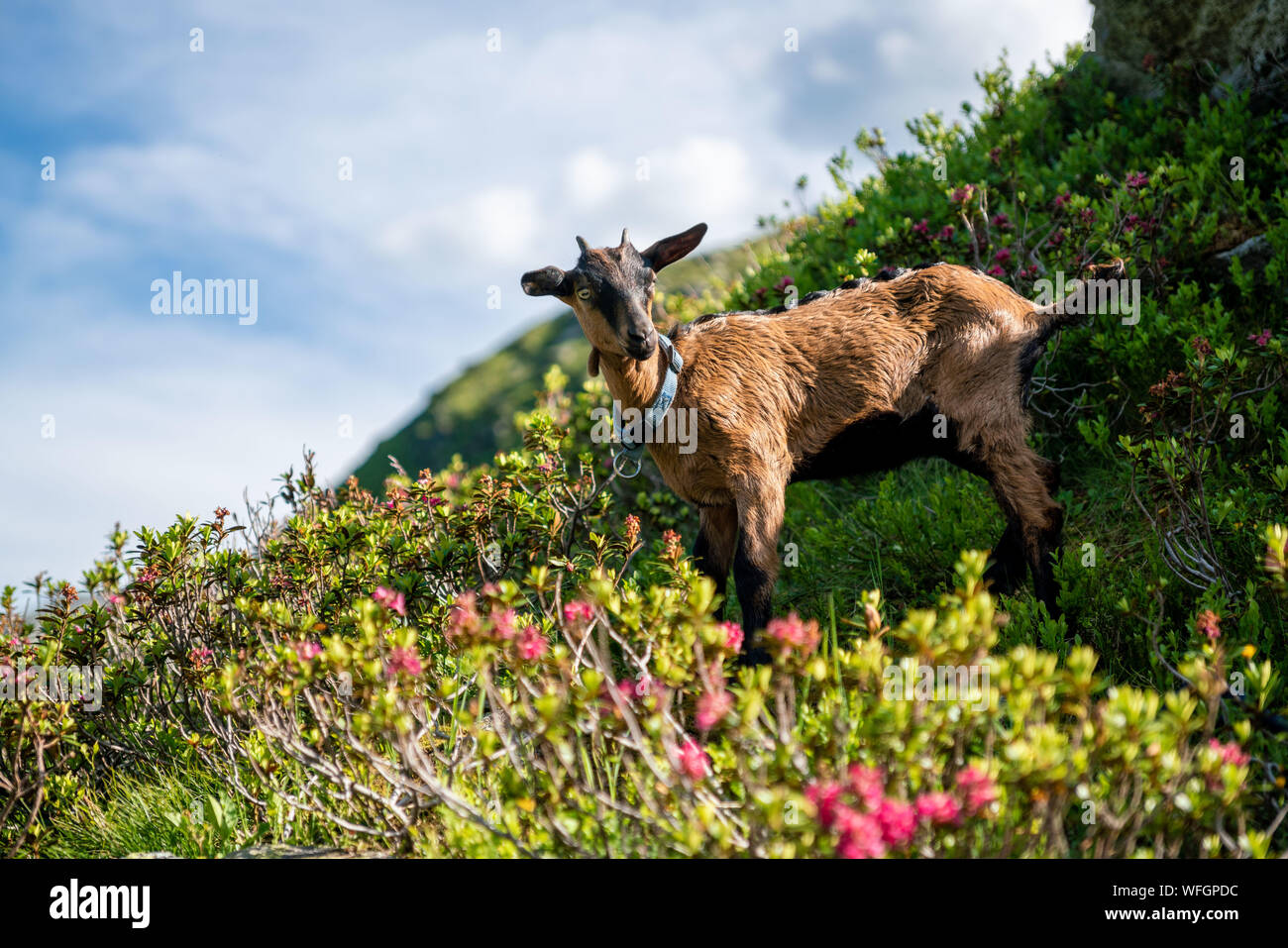 Ritratto di una capra di montagna nelle Alpi austriache, Gastein, Salisburgo, Austria Foto Stock