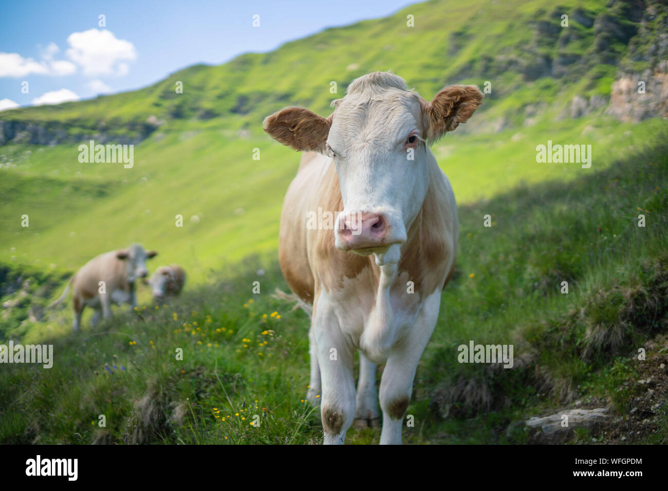 Mucca in piedi nelle Alpi austriache, Gastein, Salisburgo, Austria Foto Stock