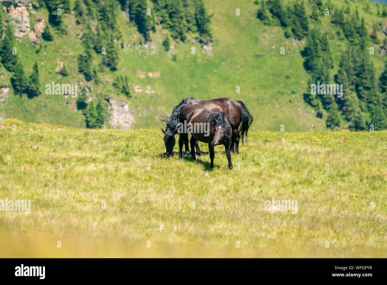 Cavalli selvatici nelle Alpi austriache, Salisburgo, Austria Foto Stock